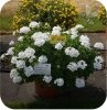 pelargonia calliope biała